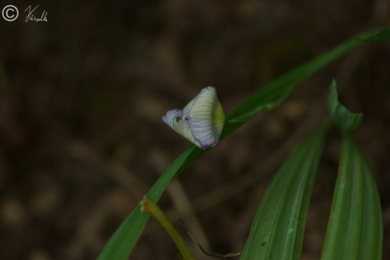 Orchideenblüte (?)