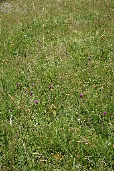 Rotstraußgras-Bergwiese mit blühender Alantdistel (Cirsium heterophyllum)