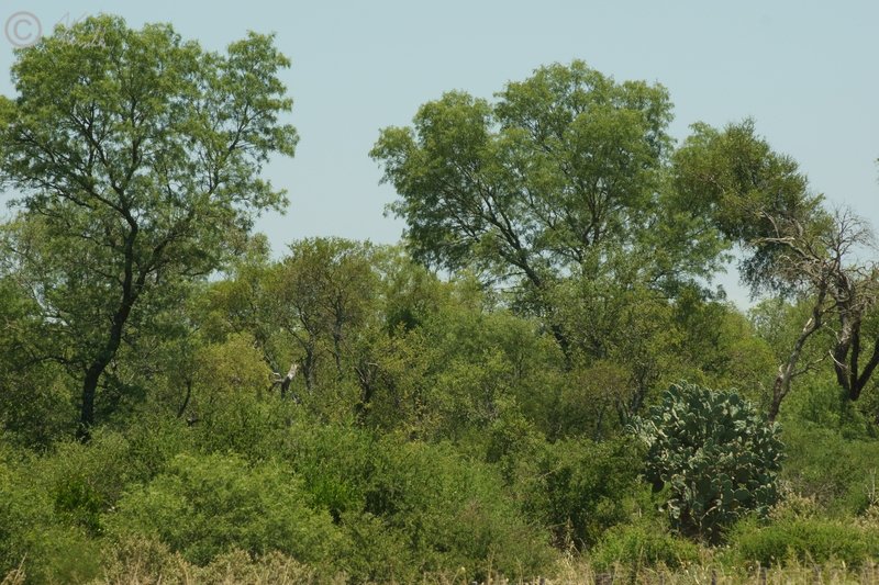Typische Dornbuschvegetation des Chaco