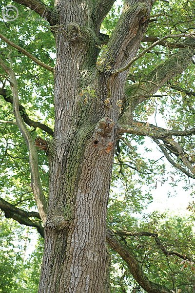 Höhlenbaum im Revier Skerbersdorf