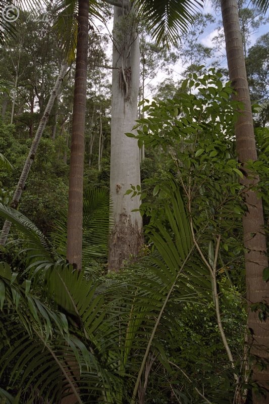 Blick auf den größten Baum (Eucalyptus grandis) von New South Wales