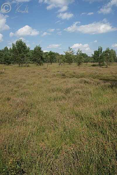Blick über feuchte Heide mit blühender Glockenheide (Erica tetralix)