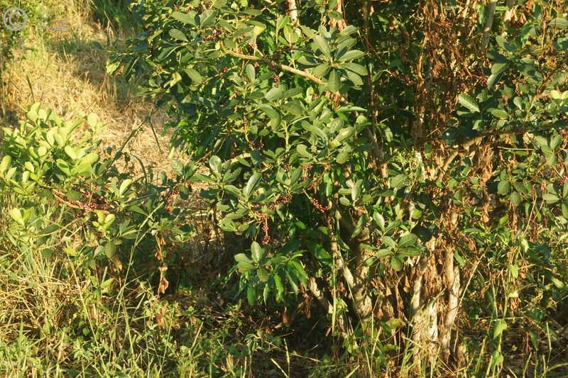 Mate-Strauch (Ilex paraguariensis) mit Früchten