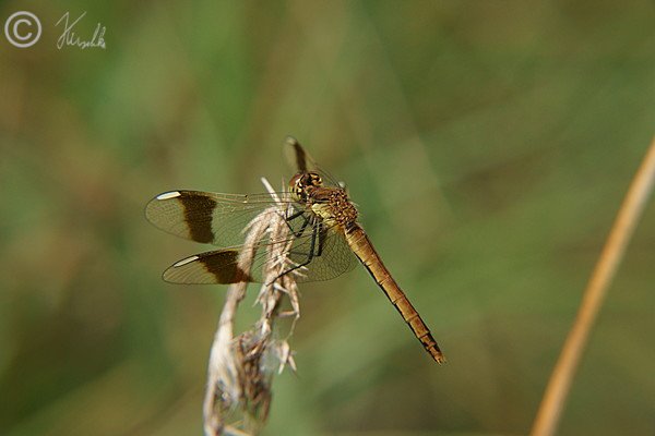 Weibchen der Gebänderten Heidelibelle (Sympetrum pedemontanum) sitzt an Gras
