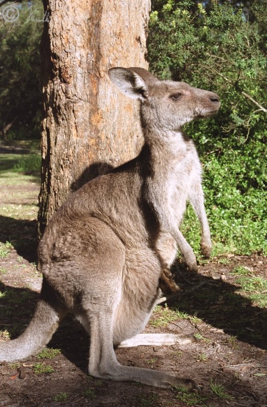 Östliches Graues Riesenkänguru (Macropus giganteus mit Jungem im Beutel