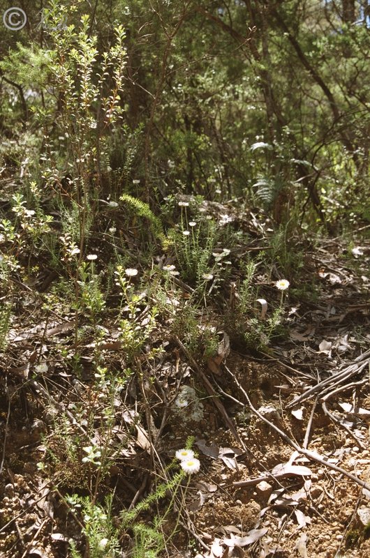 Trockenwaldsaum mit Schmalblättriger Strohblume (Helichrysum obtusifolium)