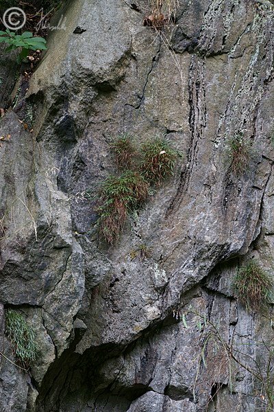 Bestand des Nordischen Streifenfarns (Asplenium septentrionale)