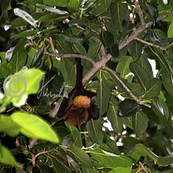 Indischer Riesenflughund (Pteropus giganteus) frißt eine Baumfrucht