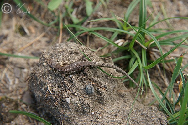 Junge Zauneidechse (Lacerta agilis) sitzt auf einem Erdbrocken